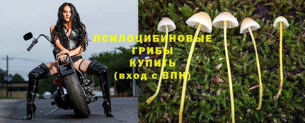 шишки Аркадак